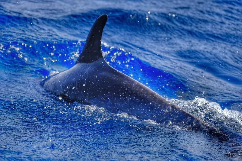 From Morro Jable: Dolphin and Whale Watching and Snorkelling - Key points at a glance