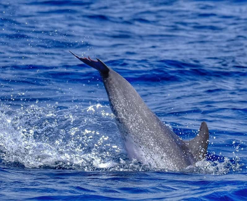 From Morro Jable: Dolphin and Whale Watching and Snorkelling - What to bring and how to prepare