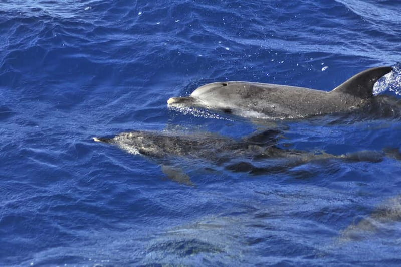 From Morro Jable: Dolphin and Whale Watching and Snorkelling - From your hotel to the Port of Morro Jable
