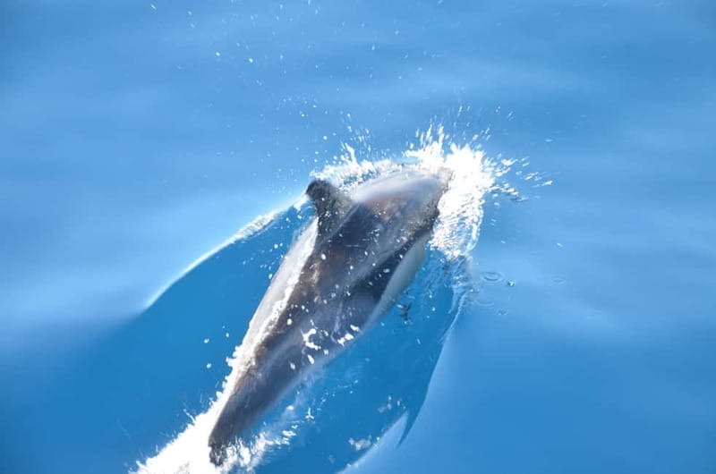 From Morro Jable: Dolphin and Whale Watching and Snorkelling - Searching for dolphins and whales in open water