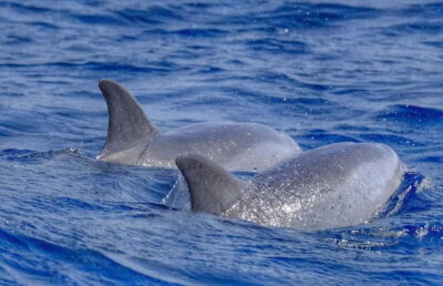 From Morro Jable: Dolphin and Whale Watching and Snorkelling