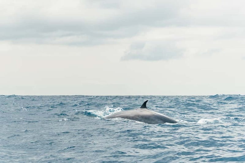 From Morro Jable: Dolphin and Whale Watching and Snorkelling - What the guides add to the outing