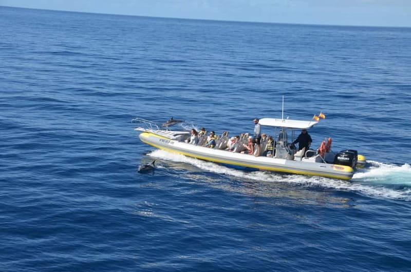 From Morro Jable: Dolphin and Whale Watching and Snorkelling - The 30-minute snorkeling stop