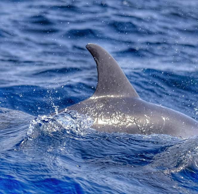 From Morro Jable: Dolphin and Whale Watching and Snorkelling - The views from the water