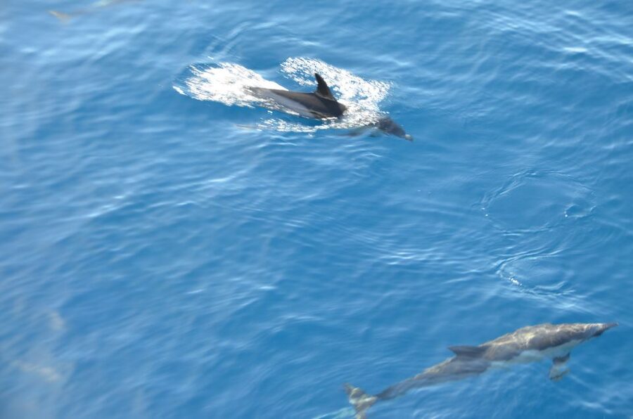 From Morro Jable: Dolphin and Whale Watching and Snorkelling - Who will enjoy this most?