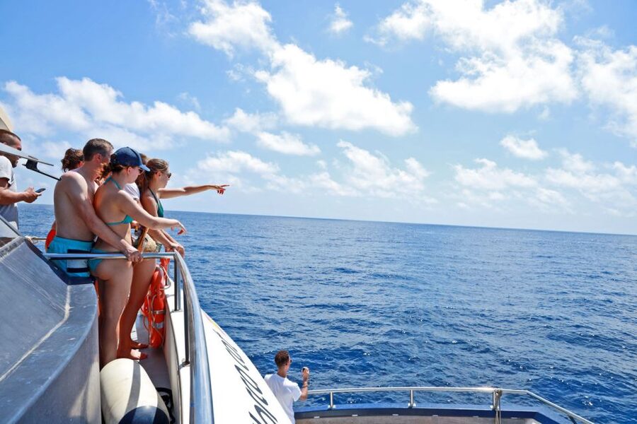 From Palma: 3-Hour Morning Dolphin Watching Boat Tour - Should You Book It?