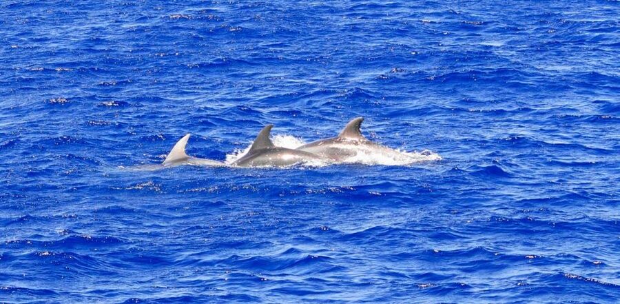 From Palma: 3-Hour Morning Dolphin Watching Boat Tour - A Short Swim at a Clear Cove