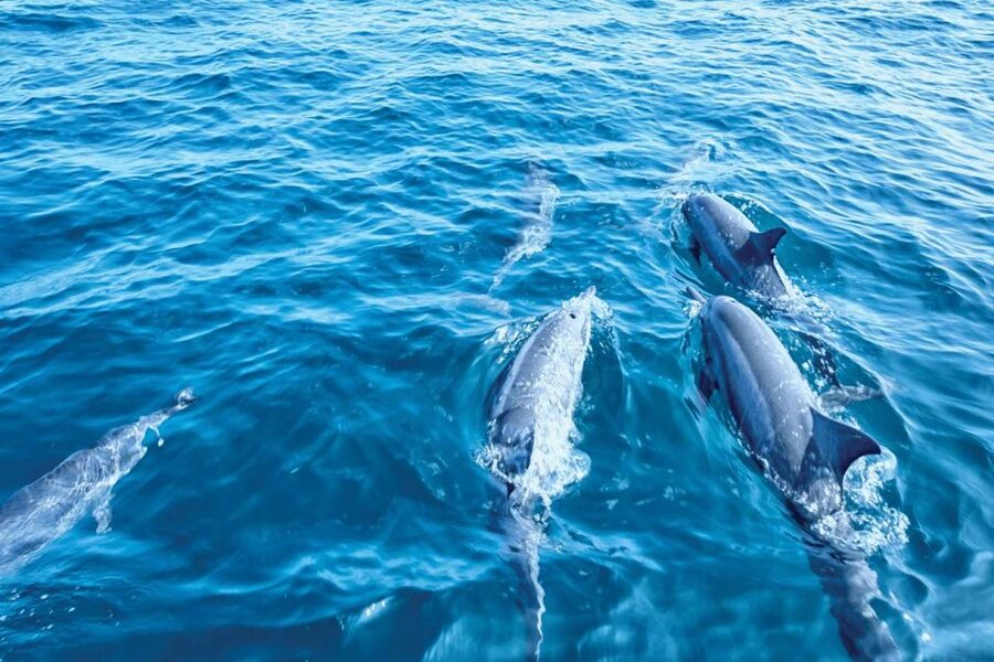 From Palma: 3-Hour Morning Dolphin Watching Boat Tour - Practical Tips for a Better Morning