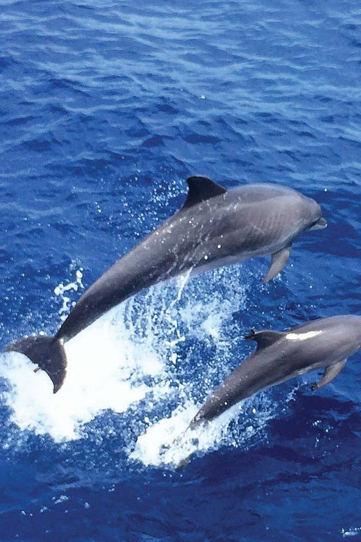 From Palma: Afternoon Dolphin-Watching Boat Tour - The cove swim near Santa Ponsa