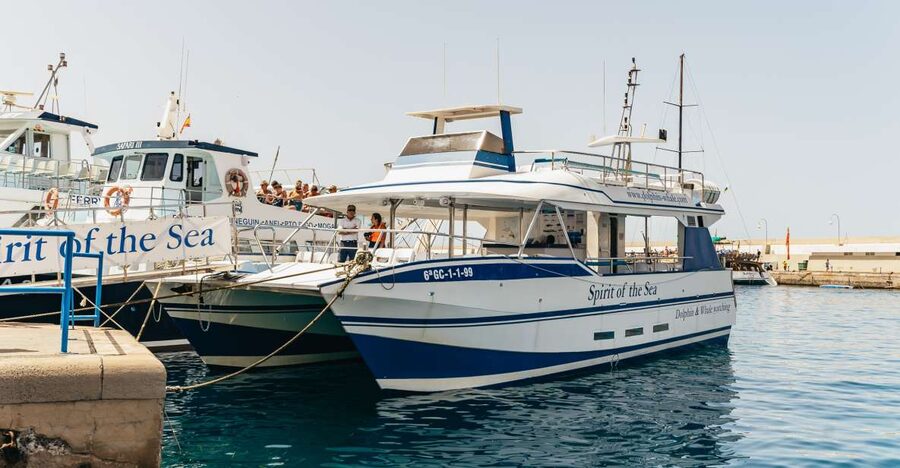From Puerto Rico de Gran Canaria: Dolphin Watching Cruise - Key points to know before you book
