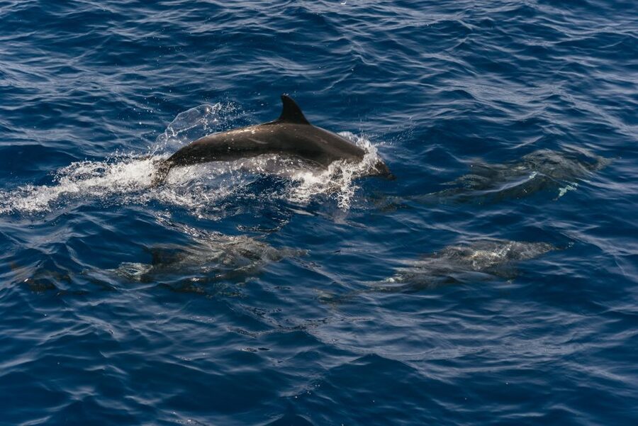 From Puerto Rico de Gran Canaria: Dolphin Watching Cruise - Setting out from Puerto Rico into the Atlantic