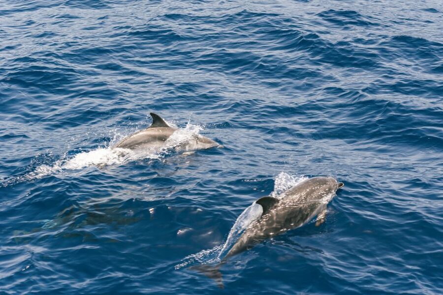 From Puerto Rico de Gran Canaria: Dolphin Watching Cruise - Rough water, seasickness, and staying comfortable