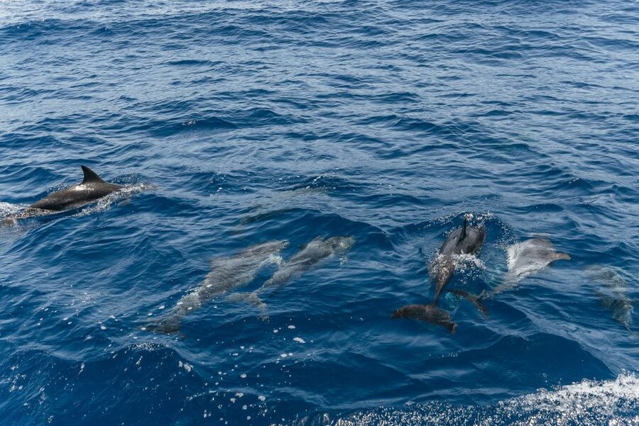 From Puerto Rico de Gran Canaria: Dolphin Watching Cruise - What the return along the coast adds