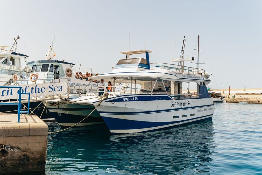 From Puerto Rico de Gran Canaria: Dolphin Watching Cruise - What the 2.5-hour cruise feels like