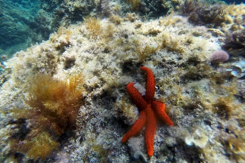 From Sant Feliu de Guíxols: Kayak and Snorkel in Costa Brava - Stopping in a cove for the snorkel