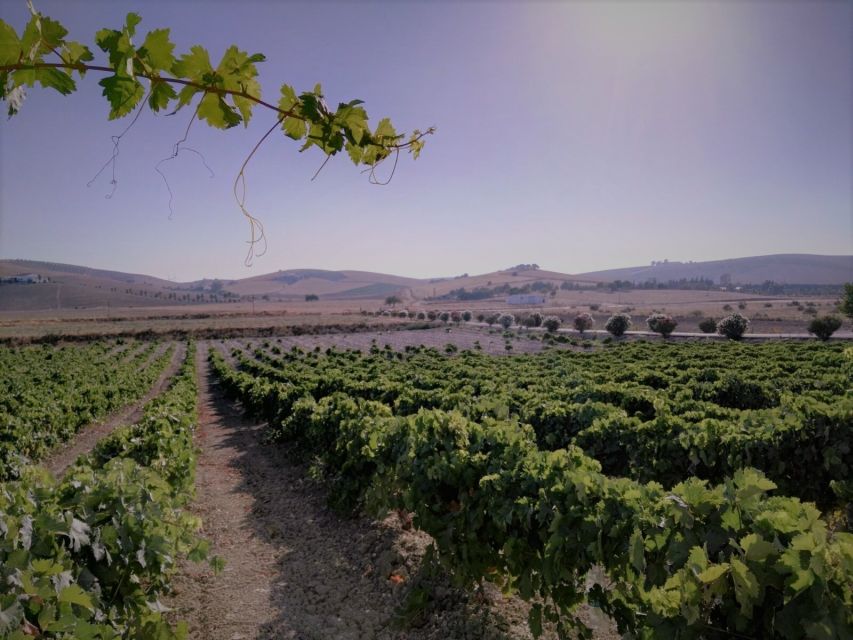 From Seville: Cadiz and Jerez de la Frontera Day Trip - The guides make a real difference
