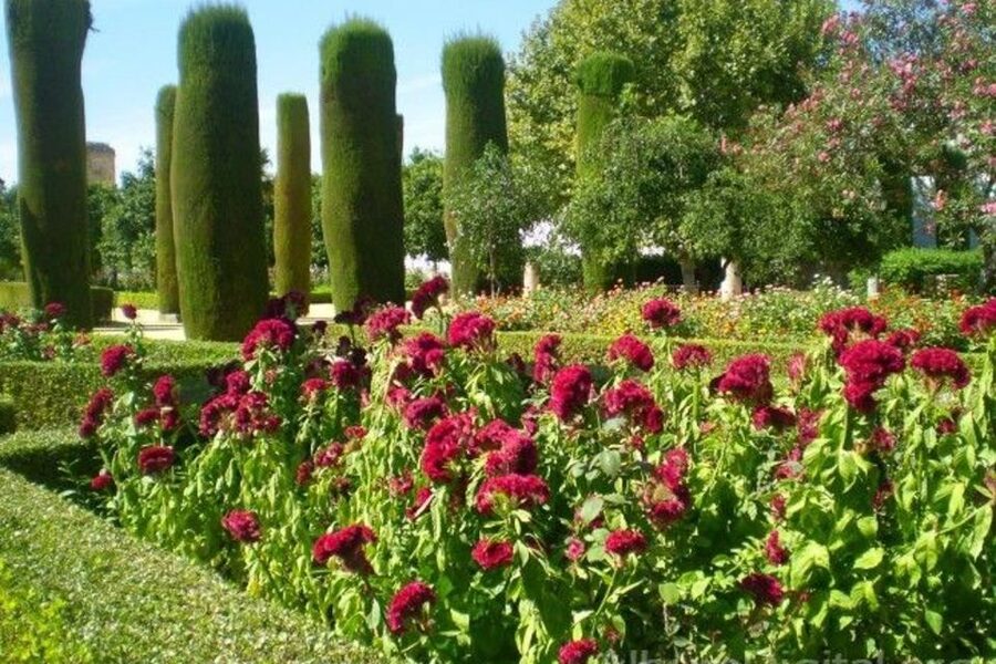 From Seville: Cordoba Full-Day Tour with Tickets Included - What the guides add to the day
