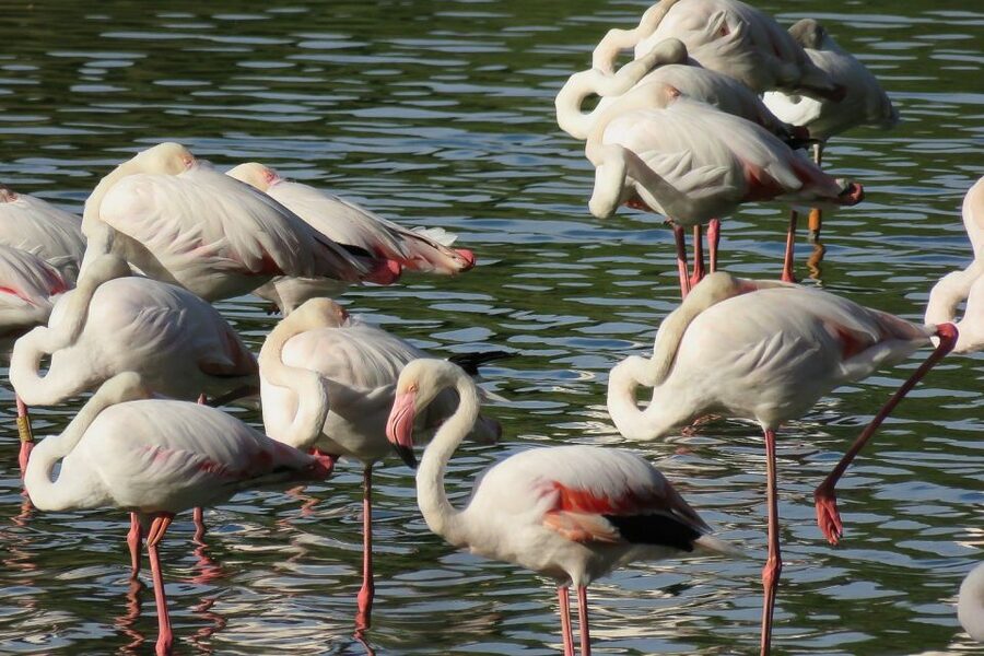 From Seville: Doñana National Park Day Trip - Key points to know before booking
