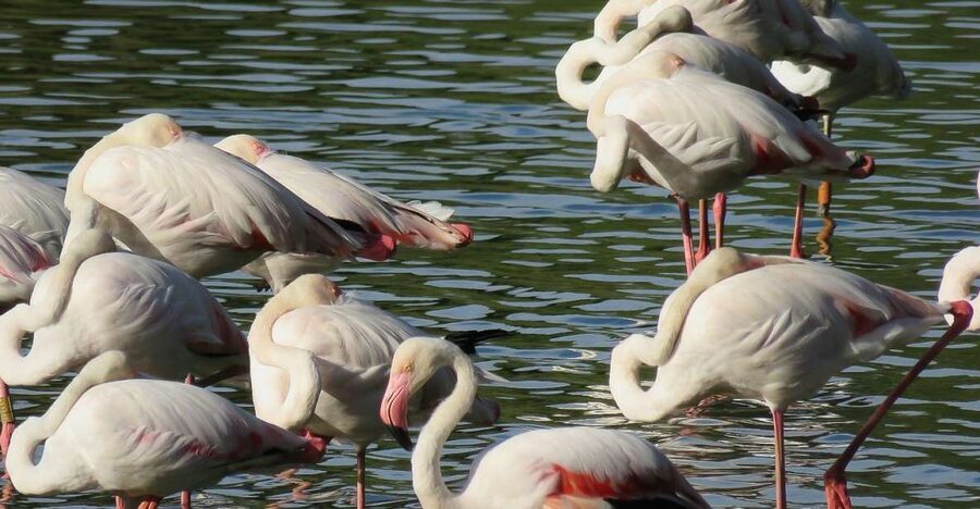 From Seville: Doñana National Park Day Trip - Why Doñana makes a strong day trip from Seville
