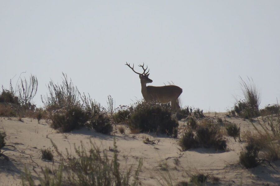 From Seville: Doñana National Park Day Trip - Dehesa de Abajo and the northern marshes