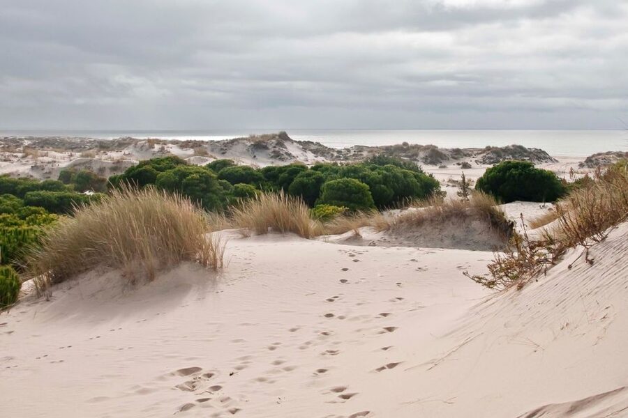 From Seville: Doñana National Park Day Trip - Rice fields and the great stork colony