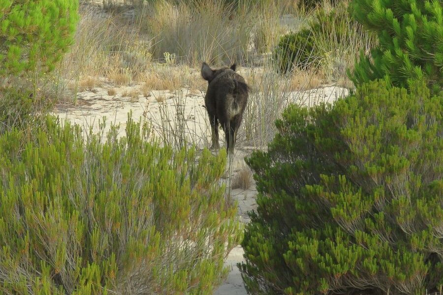 From Seville: Doñana National Park Day Trip - El Rocío: a cultural pause in the countryside