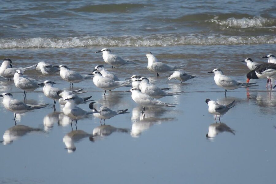 From Seville: Doñana National Park Day Trip - La Rocina and Doñana’s pine country
