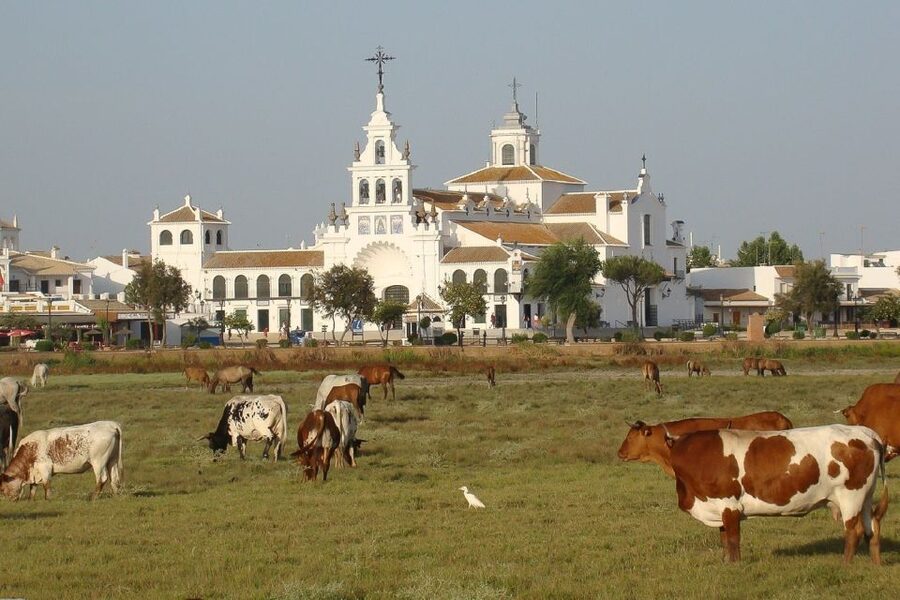 From Seville: Doñana National Park Day Trip - Lunch, Matalascañas, and the Atlantic