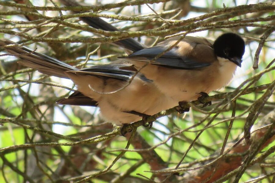 From Seville: Doñana National Park Day Trip - The return through Asperillo pine forest