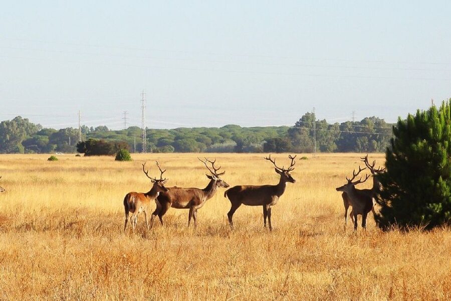 From Seville: Doñana National Park Day Trip - Leaving Seville beside the Guadalquivir