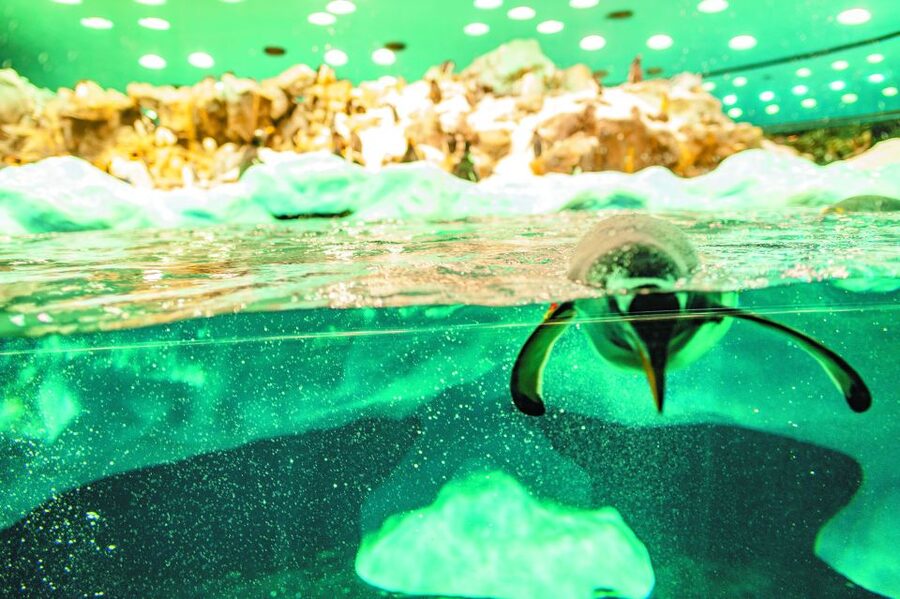 From South Tenerife: Loro Park Zoo Ticket & Hotel Transfers - Enter Planet Penguin before the crowds build