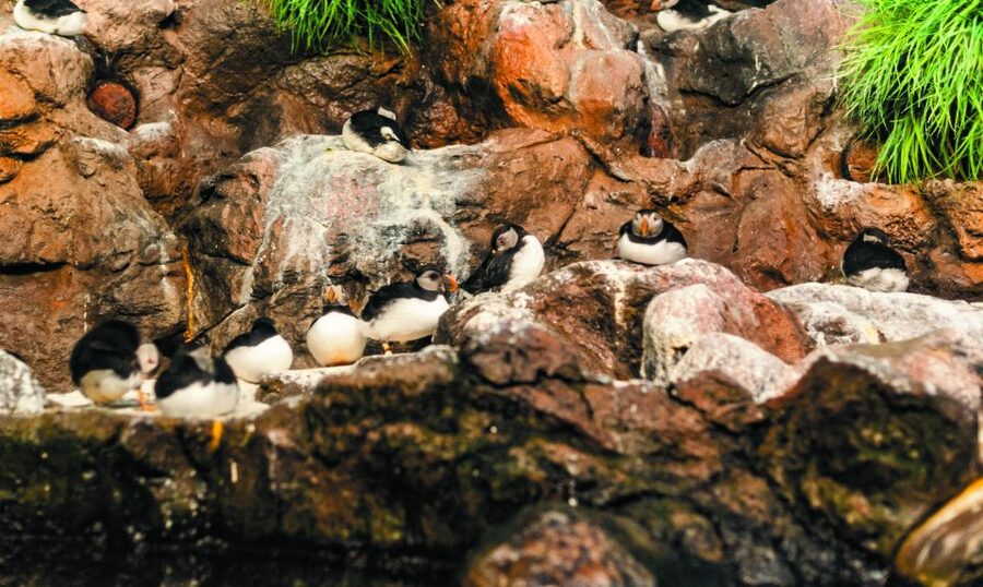 From South Tenerife: Loro Park Zoo Ticket & Hotel Transfers - Orca Ocean is the big scheduled event