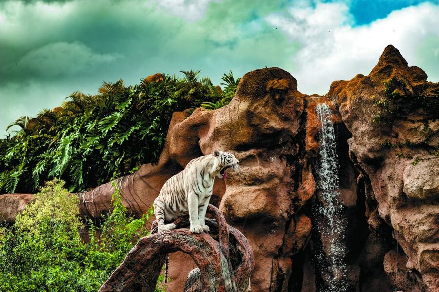 From South Tenerife: Loro Park Zoo Ticket & Hotel Transfers - Dolphins, sea lions, and parrots fill the timetable