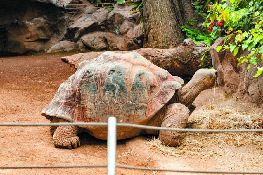 From South Tenerife: Loro Park Zoo Ticket & Hotel Transfers - Katandra TreeTops changes the pace