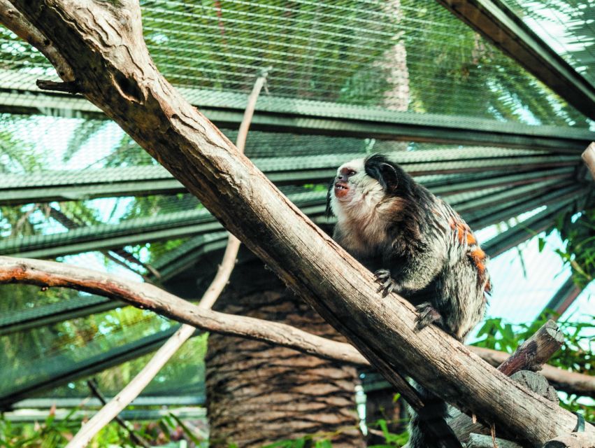 From South Tenerife: Loro Park Zoo Ticket & Hotel Transfers - Eating at the park requires a little planning