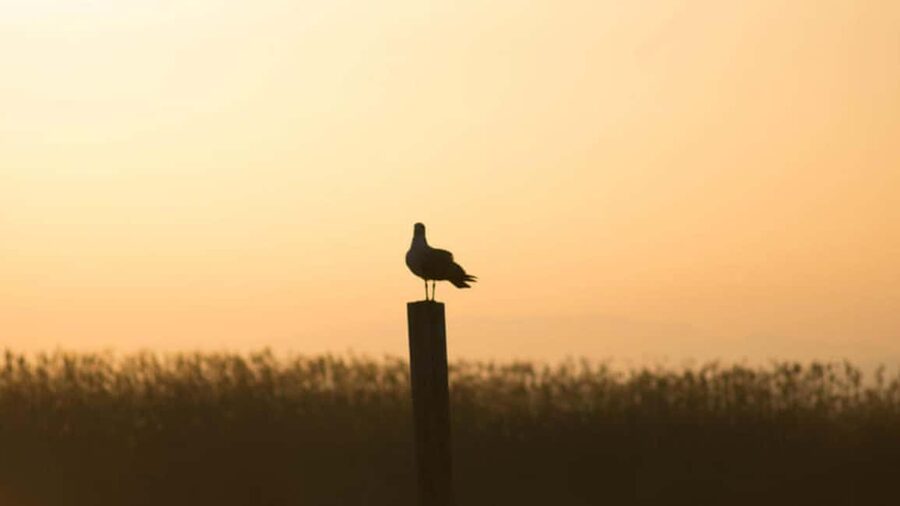 From Valencia: Albufera Day Trip with Boat Tour and Transfer - Key points at a glance