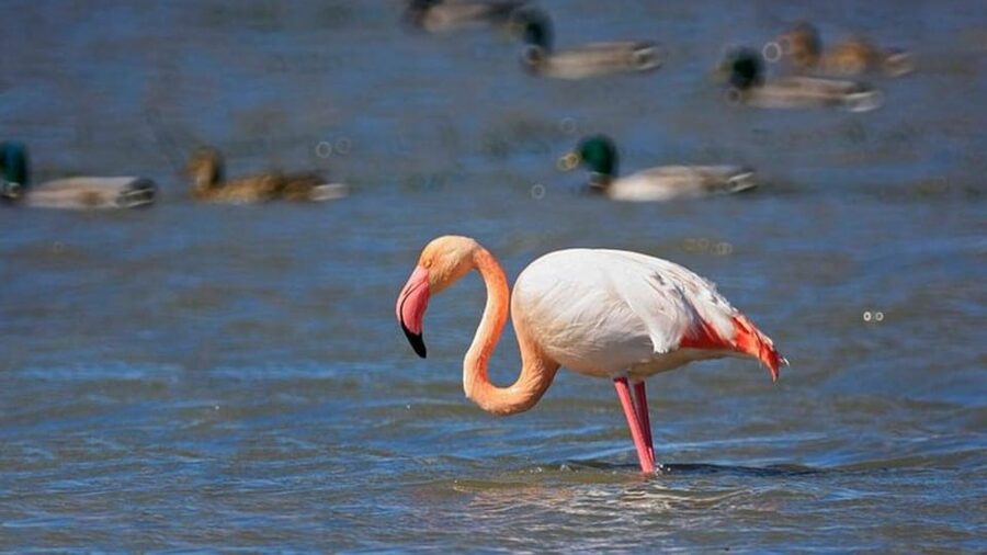 From Valencia: Albufera Day Trip with Boat Tour and Transfer - Guides, languages, and group rhythm