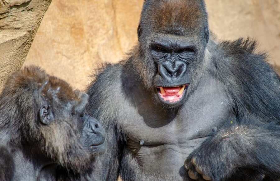 Fuengirola: Bioparc Entrance Ticket - A Compact Zoo With Serious Conservation Work