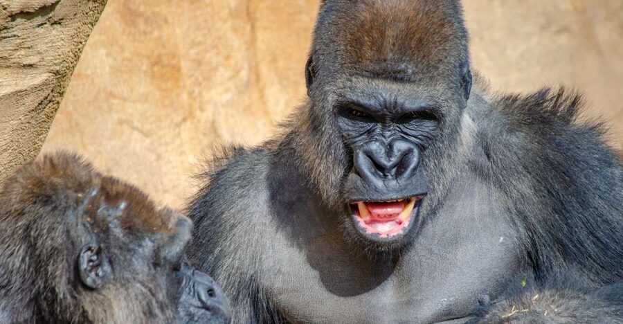 Fuengirola: Bioparc Entrance Ticket - Equatorial Africa: Gorillas, Birds, and Large Mammals