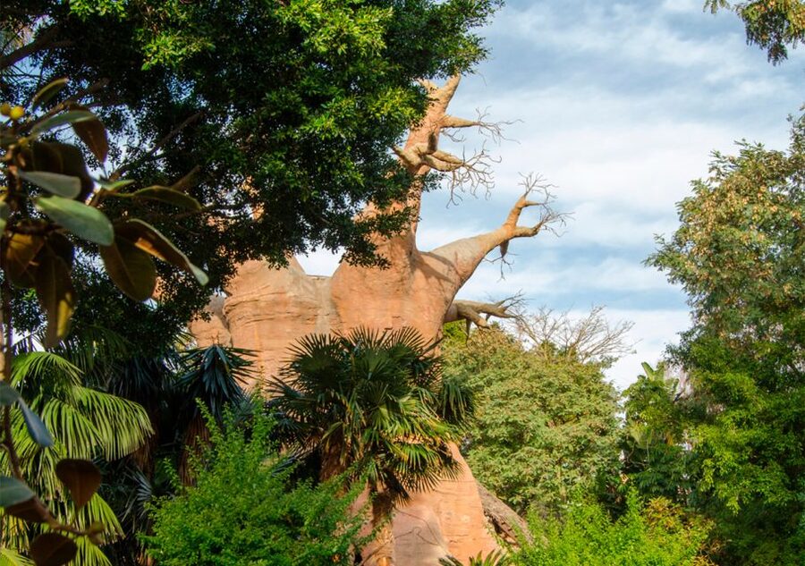 Fuengirola: Bioparc Entrance Ticket - What the Daily Activities Add