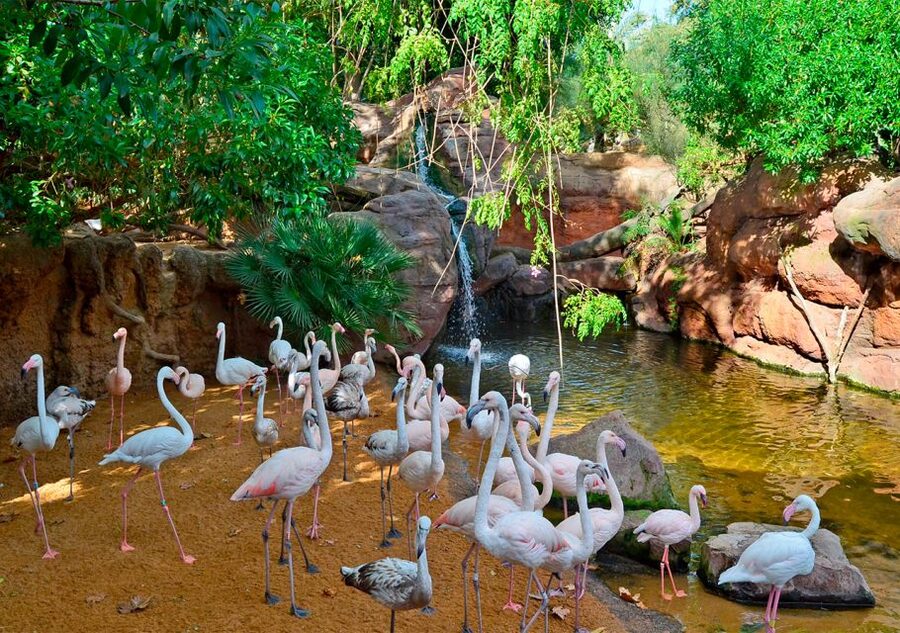 Fuengirola: Bioparc Entrance Ticket - Planning a Visit in Hot Weather