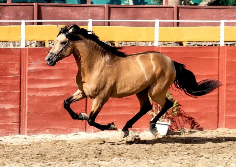 Fuengirola: Spanish Horse Show with Optional Dinner/Flamenco - Paella dinner in the trophy room