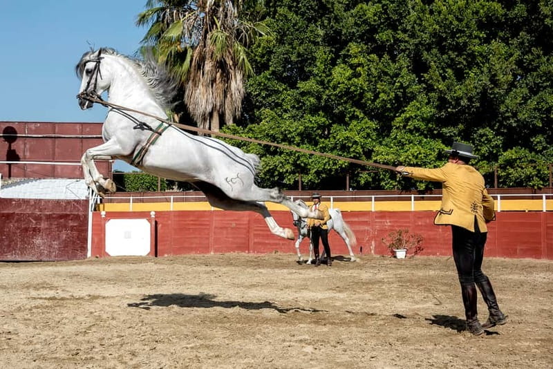 Fuengirola: Spanish Horse Show with Optional Dinner/Flamenco - Bus pickups across the Costa del Sol