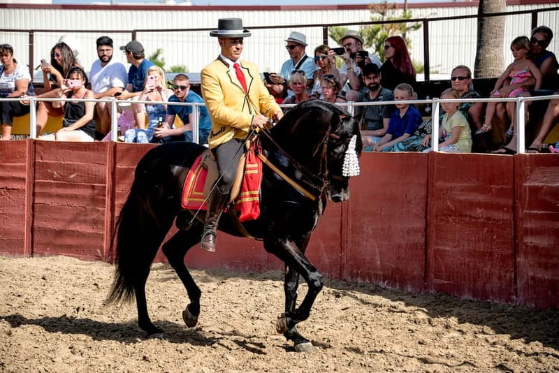 Fuengirola: Spanish Horse Show with Optional Dinner/Flamenco - What the timing means for your evening