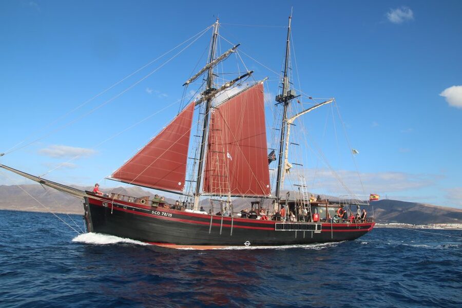 Fuerteventura: 4-Hour Pirate Sailing Adventure - Watching for dolphins, whales, and turtles