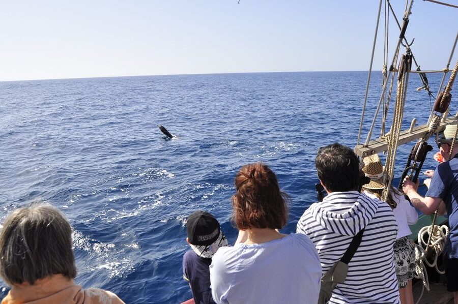 Fuerteventura: 4-Hour Pirate Sailing Adventure - Boarding the Pedra Sartaña in southern Fuerteventura