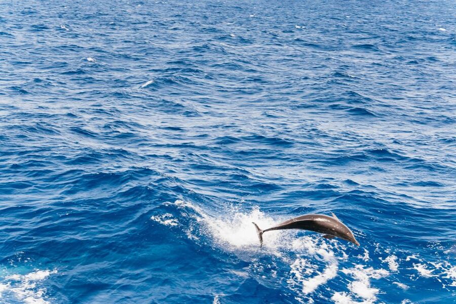 Fuerteventura: Glass Bottom Boat Cruise with Lunch & Drinks - What the four-hour cruise is really like