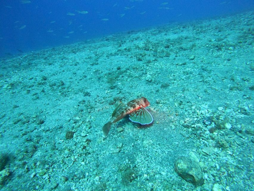 Fuerteventura: Guided Snorkeling in La Lajita with Pickup - Guides who shape the experience