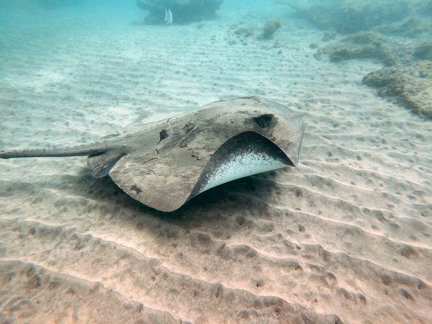Fuerteventura: Introduction to Scuba Diving - From the center to La Lajita