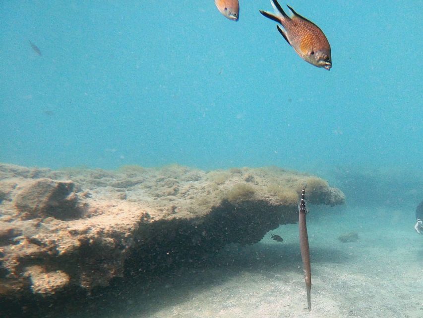 Fuerteventura: Introduction to Scuba Diving - Marine life and underwater photos